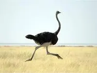 Ostrich Ostrich