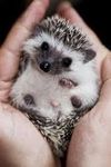 Hedgehog Hedgehog
