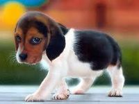 Dog Dog