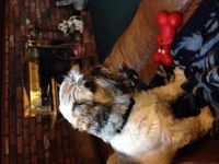 Dog! :D Dog! :D