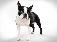 Boston Terrier Boston Terrier