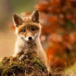 Rarifox (Rarity + Fox) Rarifox (Rarity + Fox)