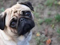 pug pug