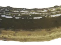 pickle 2