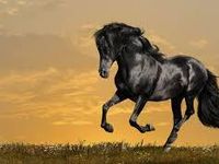 Horses Horses