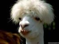 Llama Llama