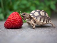 Turtle! =D Turtle! =D