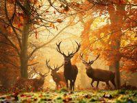 Autumn... Autumn...