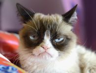 Grumpy cat! Grumpy cat!