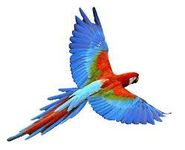 BIRD BIRD