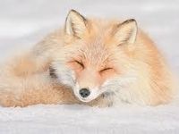 Fox Fox
