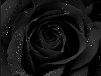 Black Black