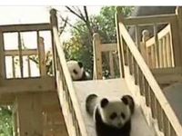 Panda Panda