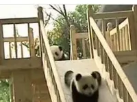 Panda Panda