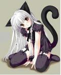 A cat A cat
