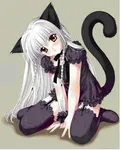 A cat A cat
