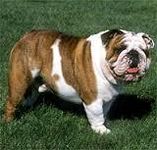 Bull Dog Bull Dog