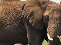 Elephants