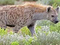 1 Hyena 1 Hyena
