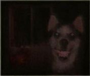 Smile Dog Smile Dog