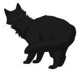 Hollyleaf Hollyleaf