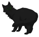 Hollyleaf Hollyleaf
