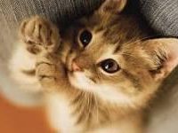This cat... This cat...