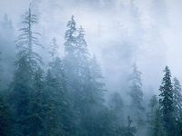 Foggy Foggy