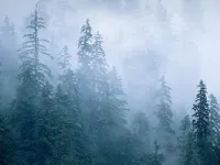 Foggy Foggy