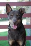 Australian Kelpie Australian Kelpie