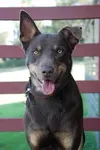 Australian Kelpie Australian Kelpie