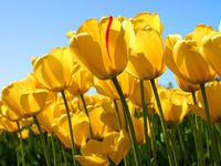 yellow yellow