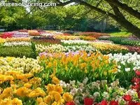 Spring Spring