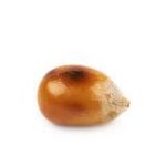 Or have a popcorn kernel stuck in the back if your throat for the rest of your life? Or have a popcorn kernel stuck in the back if your throat for the rest of your life?