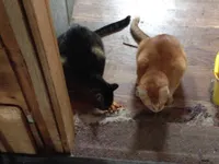 Eat puke Eat puke