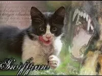 Swiftpaw