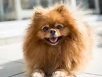 Cute and fluffy and soft! (playful) Fur up! Loves walks loves people. She would be happy with an owner like you!
