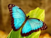 Butterfly Butterfly