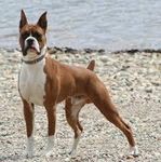Boxer Boxer