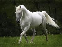 Horses Horses