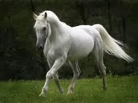 Horses Horses