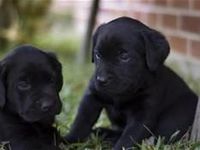 Labrador retriever Labrador retriever