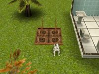 Dog (any breed) Dog (any breed)