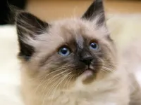 Himalayan Cat Himalayan Cat