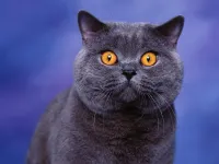 British Short Hair Cats British Short Hair Cats