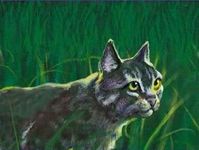 Greystripe
