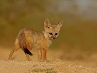 Bengal Fox Bengal Fox