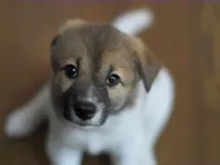 Cocoa Cocoa