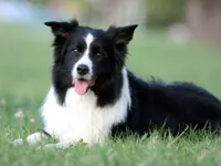 5 Dog 5 Dog