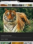 Tigers Tigers
